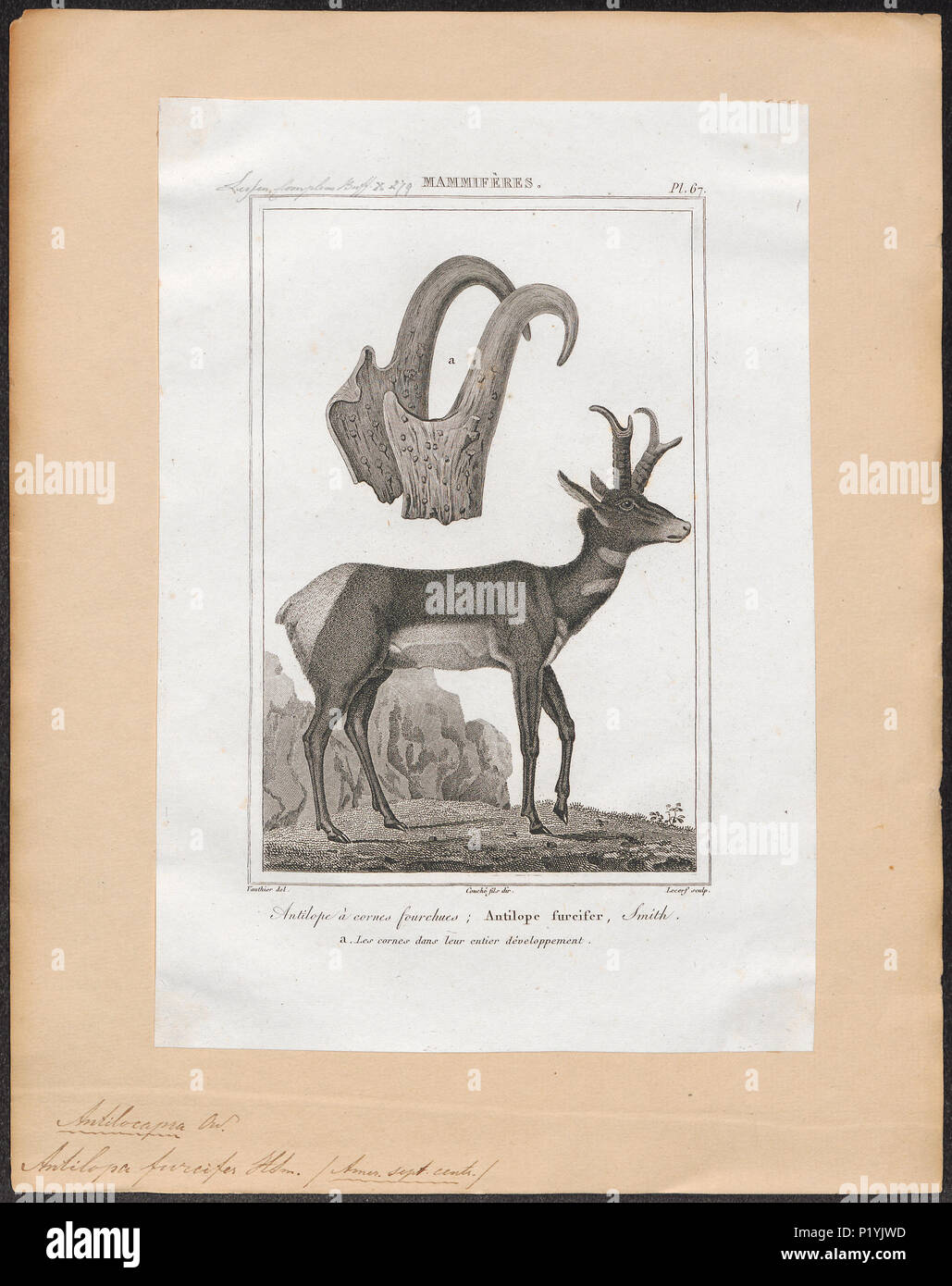 Antilopa hi-res stock photography and images - Alamy, image size:1029x1390