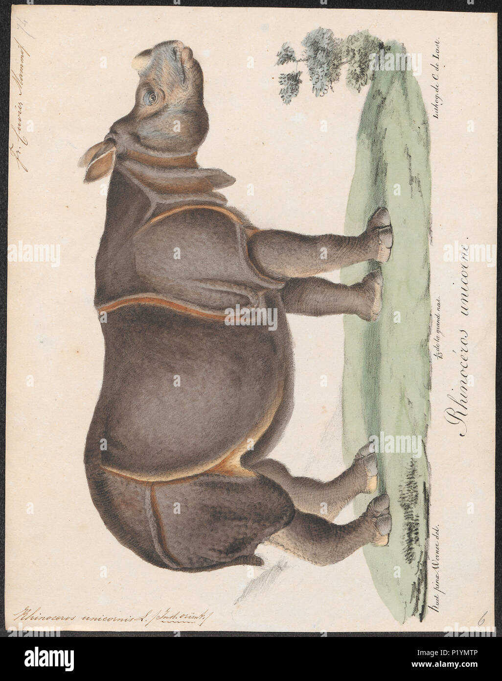 Zoological anatomy studies 18th century hi-res stock photography and ...
