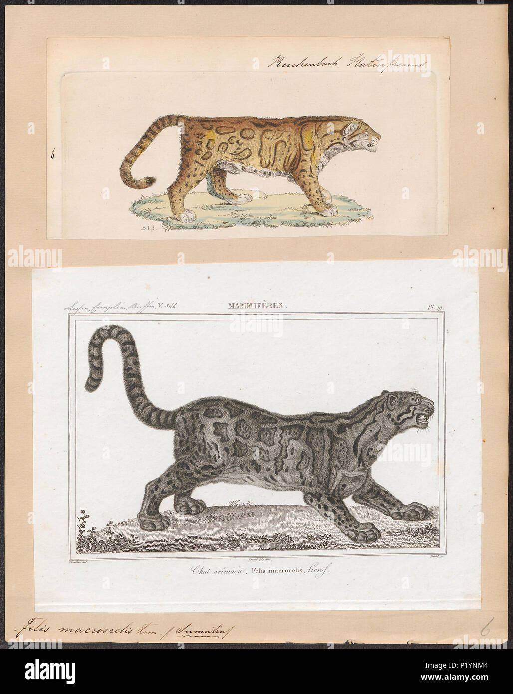 Wild cat animal hi-res stock photography and images - Alamy