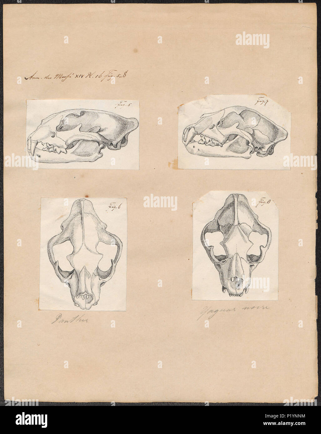 . Felis spec. between 1700 and 1880 124 Felis spec. - 1700-1880 - Print - Iconographia Zoologica - Special Collections University of Amsterdam - UBA01 IZ22100135 Stock Photo