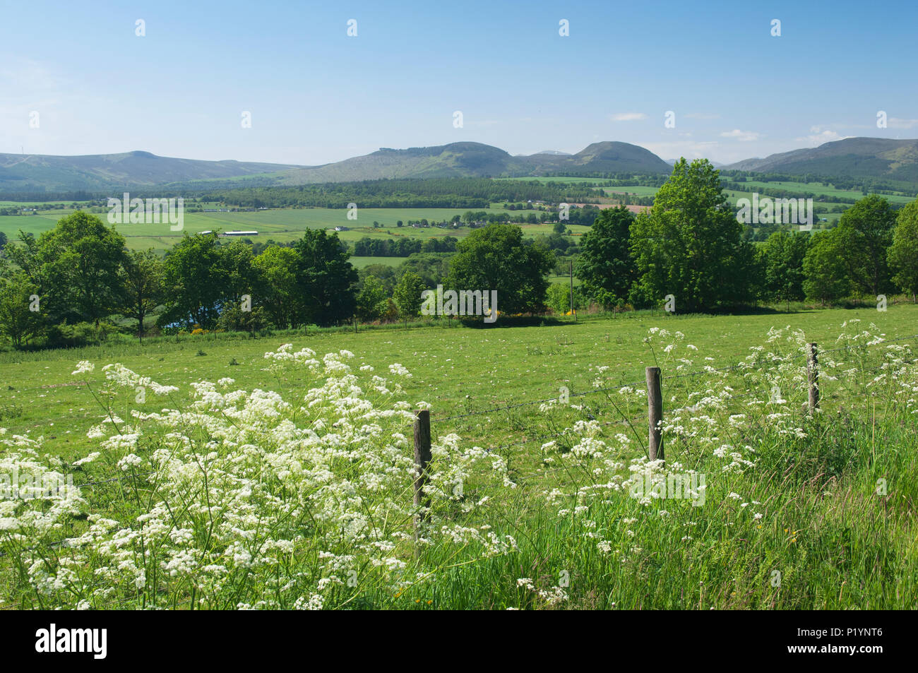 Countryside near Marybank in summer - Ross-shire, Scotland, UK. Stock Photo