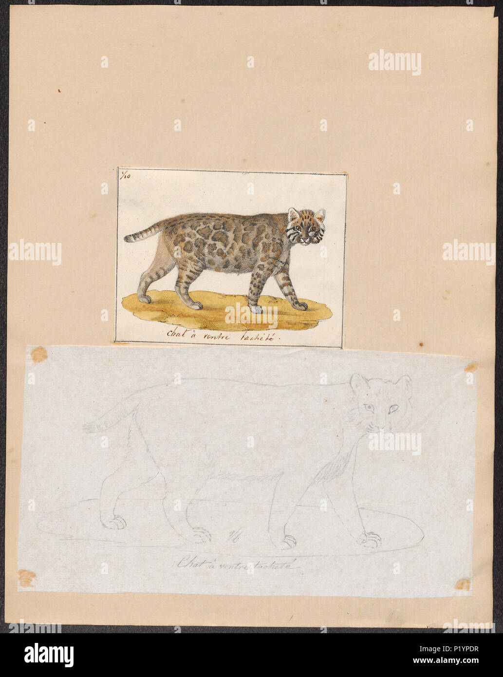 . Felis spec. between 1700 and 1880 124 Felis spec. - 1700-1880 - Print - Iconographia Zoologica - Special Collections University of Amsterdam - UBA01 IZ22100382 Stock Photo
