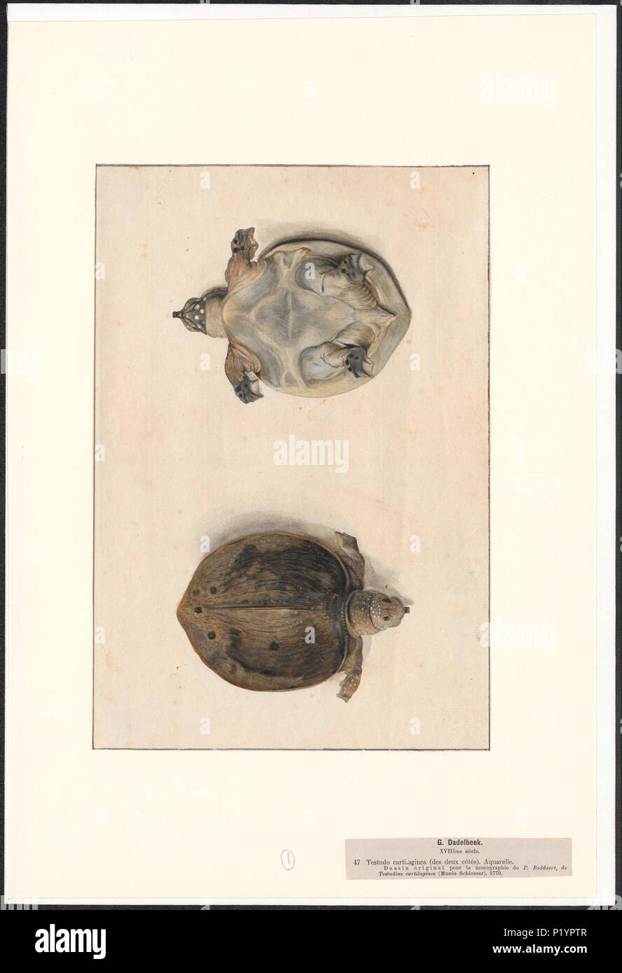 . Testudo cartilaginea . 1770 303 Testudo cartilaginea - 1770 - Print - Iconographia Zoologica - Special Collections University of Amsterdam - UBA01 IZA1000104 Stock Photo