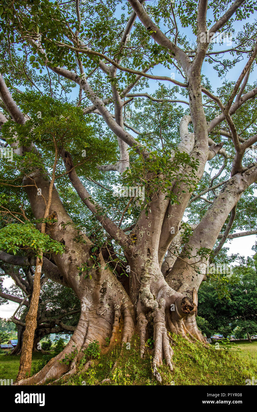 Myanmar, Shan State, threehundredyearold banyan tree in Pindaya
