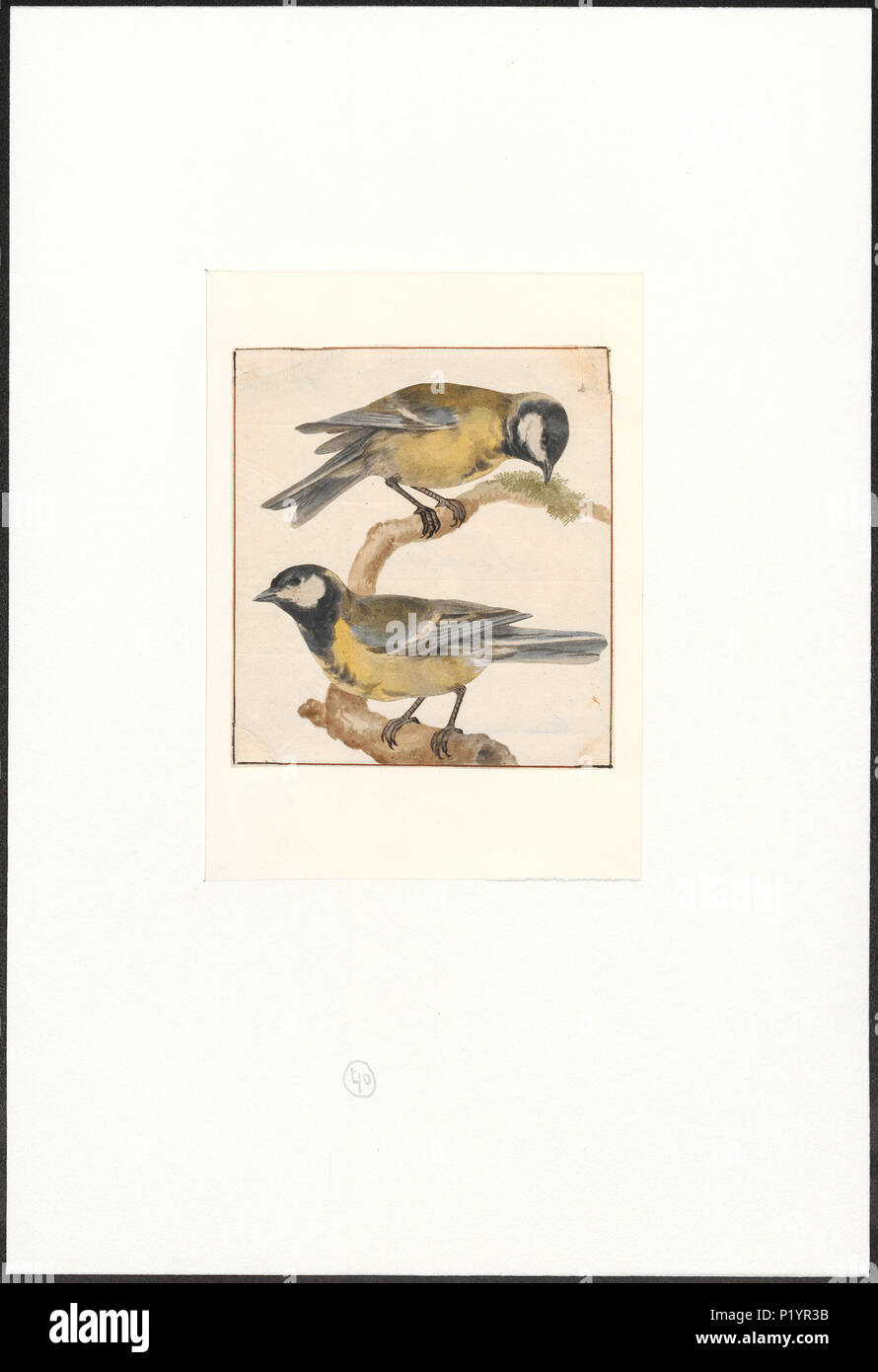 . Parus major . between 1753 and 1834 217 Parus major - 1753-1834 ...