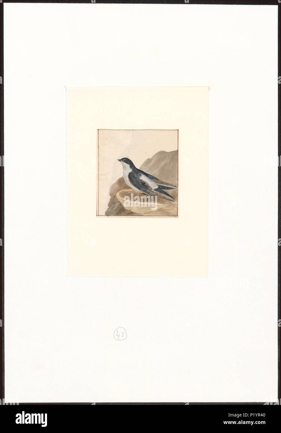 63 Collocalia esculenta - 1753-1834 - Print - Iconographia Zoologica - Special Collections University of Amsterdam - UBA01 IZA1000290 Stock Photo
