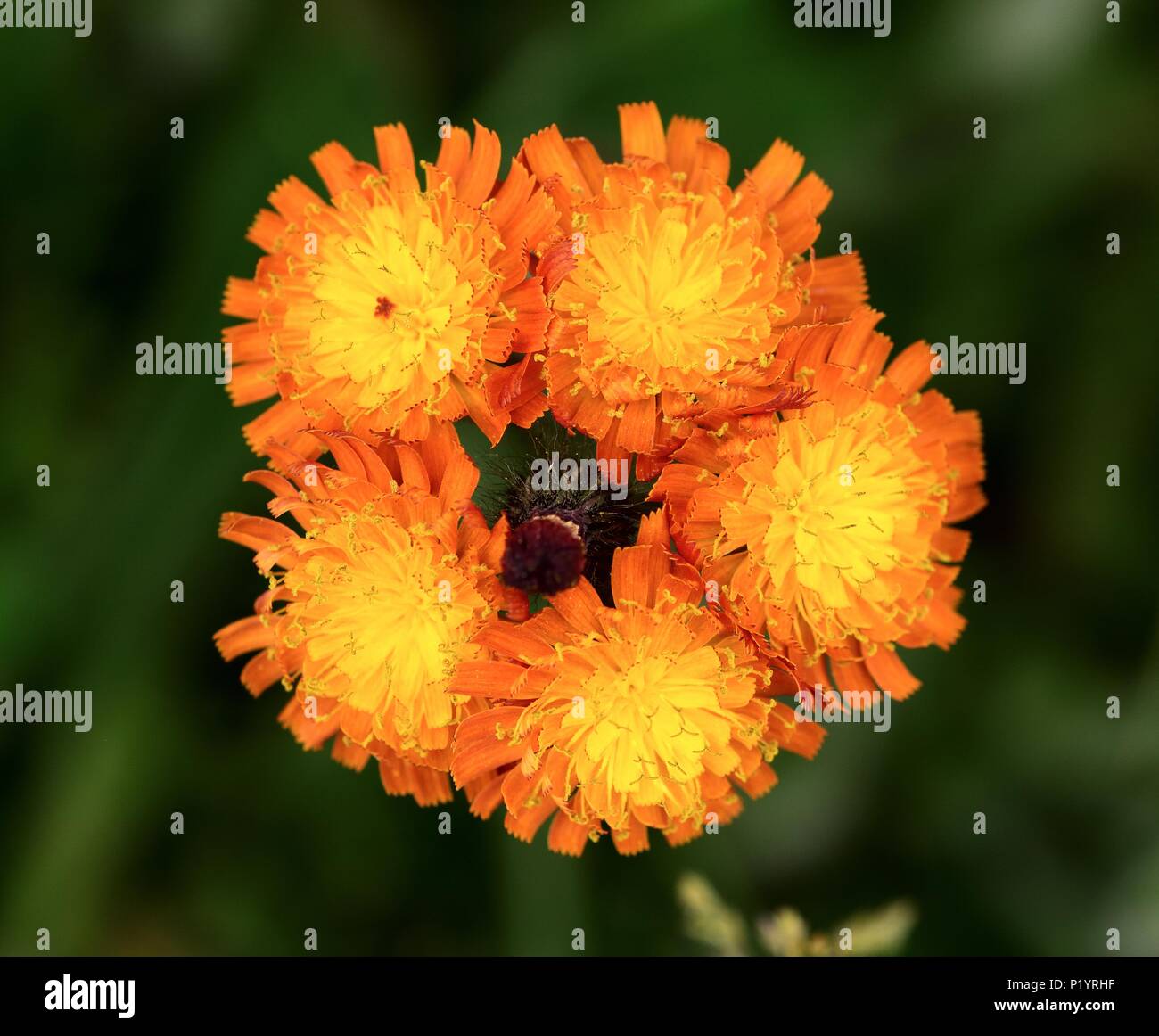 Closeup of Orange Hawkweed flower Stock Photo