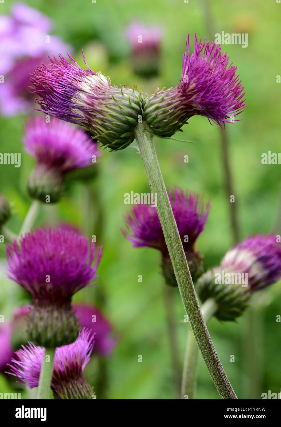 A clump of ornamental thistles in flower Stock Photo Alamy