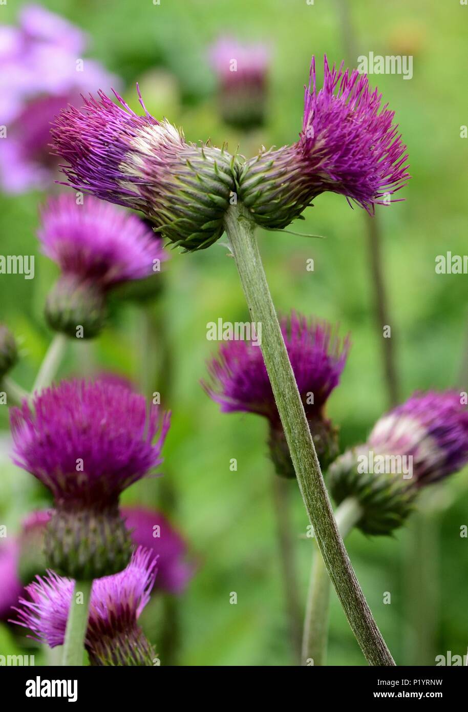 A clump of ornamental thistles in flower Stock Photo