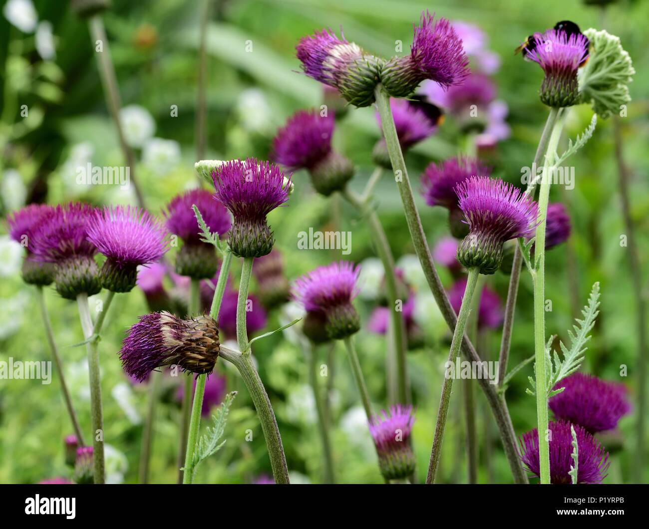 A clump of ornamental thistles in flower Stock Photo