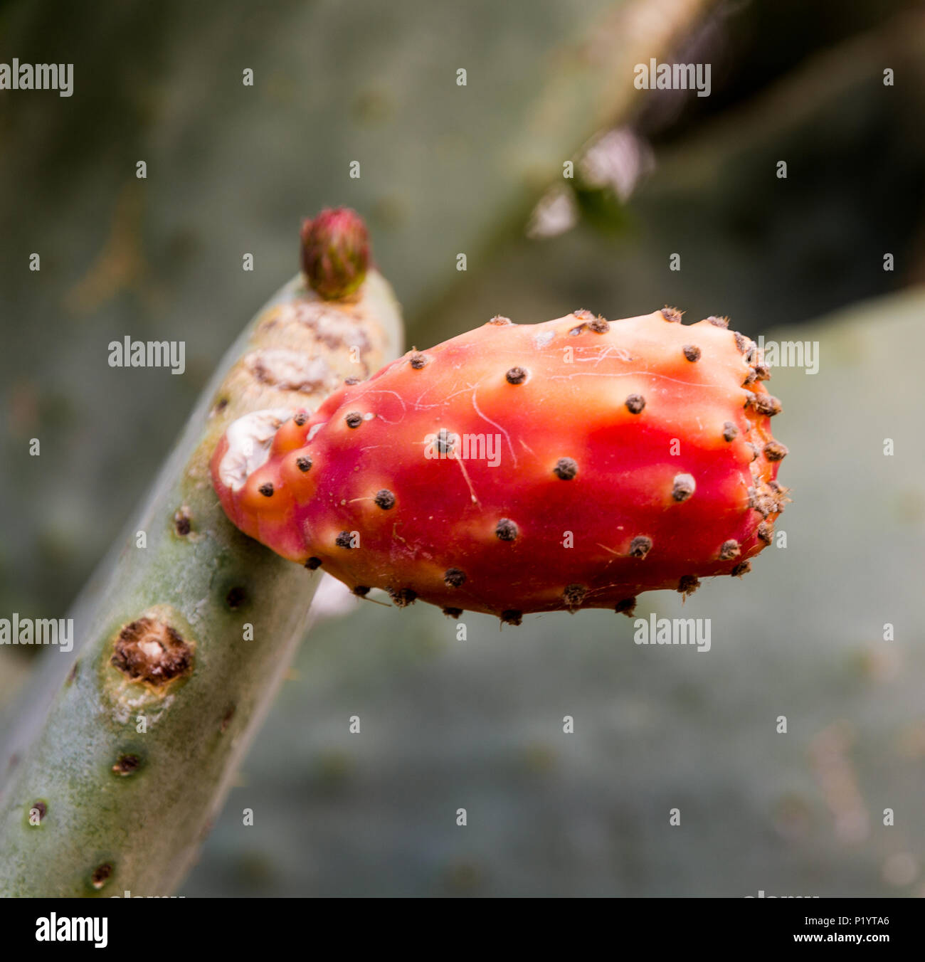 Prickly Pear Cactus Opuntia Ficus Indica Indian Fig Opuntia