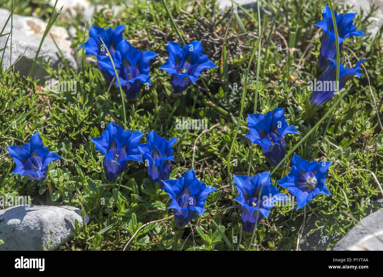 Spain, National park of los Picos de Europa, Gentiana clusii from the family of the Gentianaceae Stock Photo