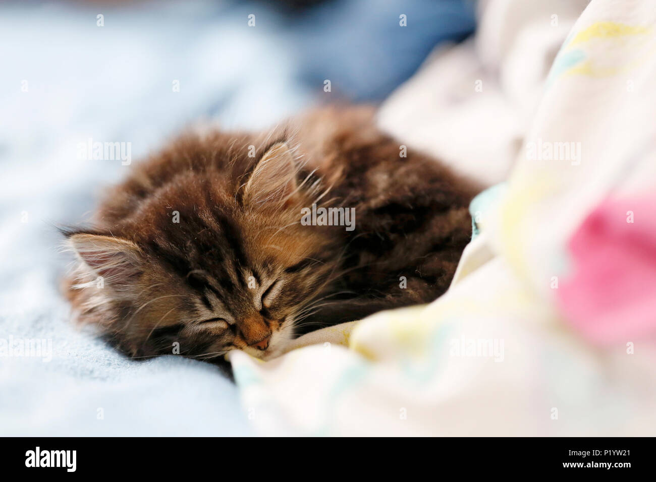 Seine et Marne. Close up of a small female kitten 8 weeks old asleep. Norwegian cat breed. Stock Photo