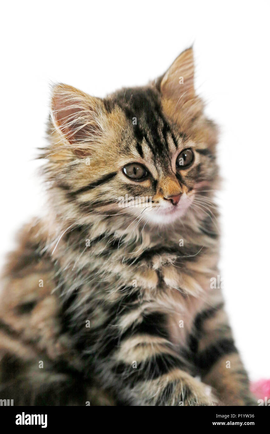 Close up of a female kitten aged 10 weeks. White background. Norwegian cat breed. Stock Photo