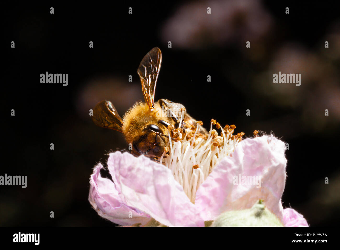 Macro of honeybee on berry blossom.  Copy space in frame Stock Photo