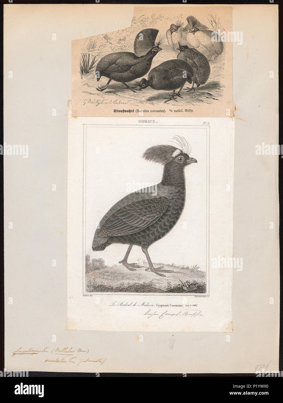 Roulroul partridge hi-res stock photography and images - Alamy