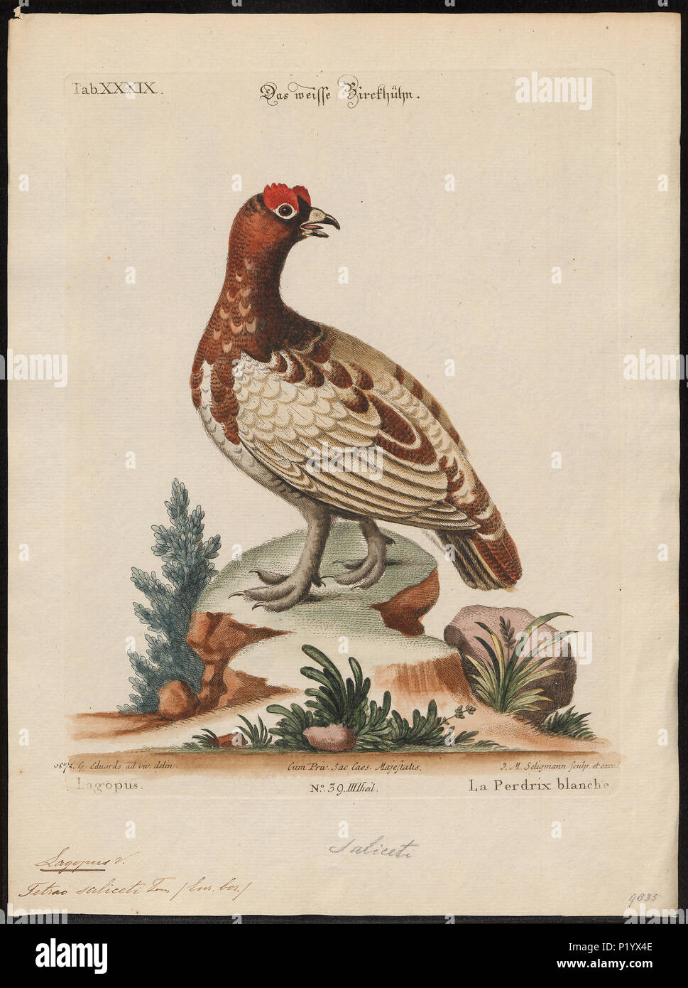 . Lagopus albus . between 1700 and 1880 171 Lagopus albus - 1700-1880 - Print - Iconographia Zoologica - Special Collections University of Amsterdam - UBA01 IZ17100399 Stock Photo
