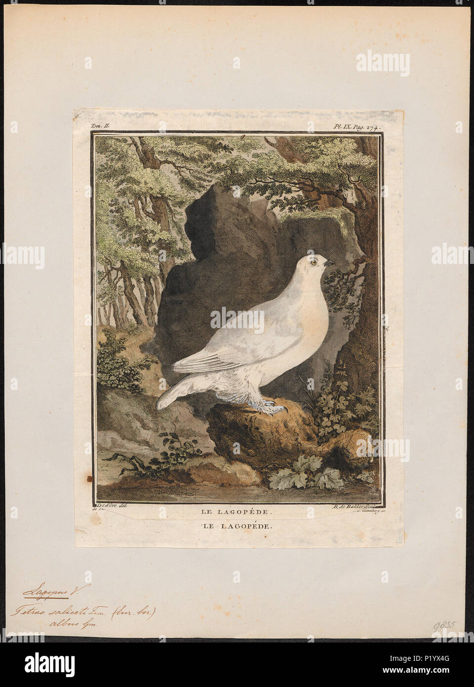 . Lagopus albus . between 1700 and 1880 171 Lagopus albus - 1700-1880 - Print - Iconographia Zoologica - Special Collections University of Amsterdam - UBA01 IZ17100401 Stock Photo