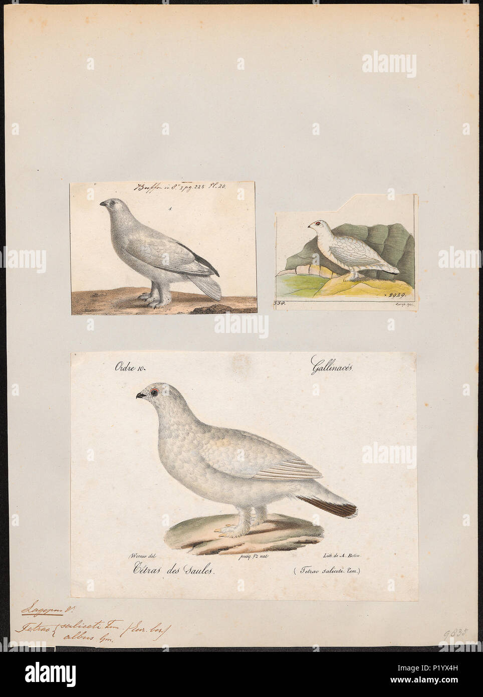 . Lagopus albus . between 1700 and 1880 171 Lagopus albus - 1700-1880 - Print - Iconographia Zoologica - Special Collections University of Amsterdam - UBA01 IZ17100403 Stock Photo