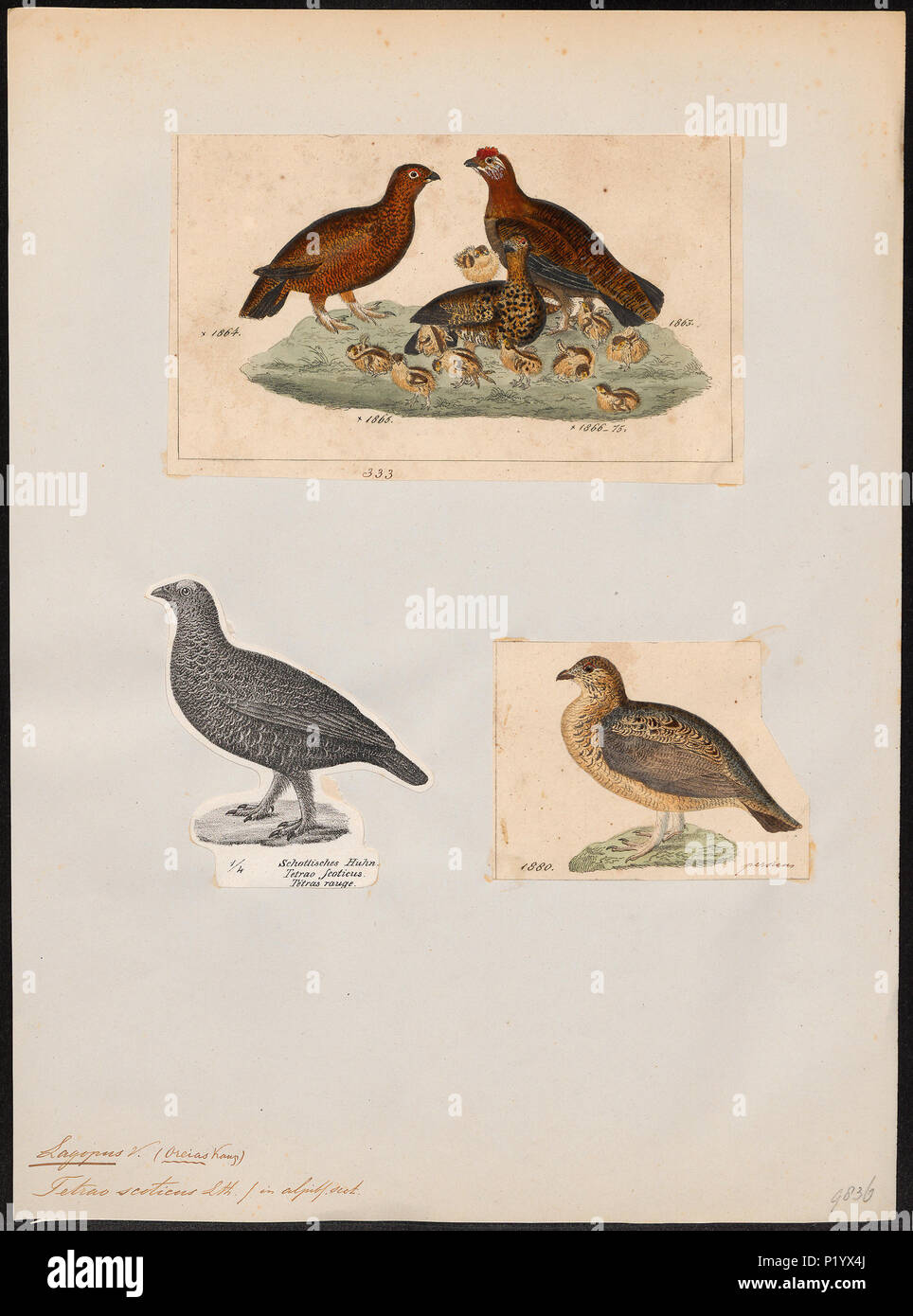 . Lagopus scoticus . between 1700 and 1880 171 Lagopus scoticus - 1700-1880 - Print - Iconographia Zoologica - Special Collections University of Amsterdam - UBA01 IZ17100405 Stock Photo