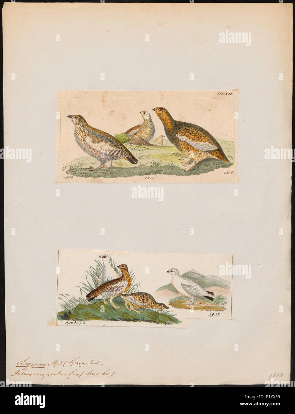. Lagopus rupestris . between 1700 and 1880 171 Lagopus rupestris - 1700-1880 - Print - Iconographia Zoologica - Special Collections University of Amsterdam - UBA01 IZ17100419 Stock Photo