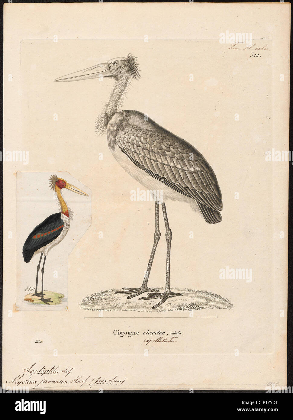174 Leptoptilos dubius - - Print - Iconographia Zoologica - Special Collections University of Amsterdam - UBA01 IZ17600063 Stock Photo