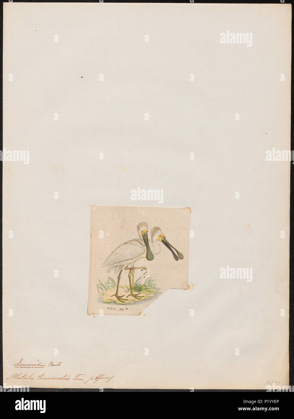. Platalea tenuirostris . between 1820 and 1863 227 Platalea tenuirostris - 1820-1863 - Print - Iconographia Zoologica - Special Collections University of Amsterdam - UBA01 IZ17600085 Stock Photo