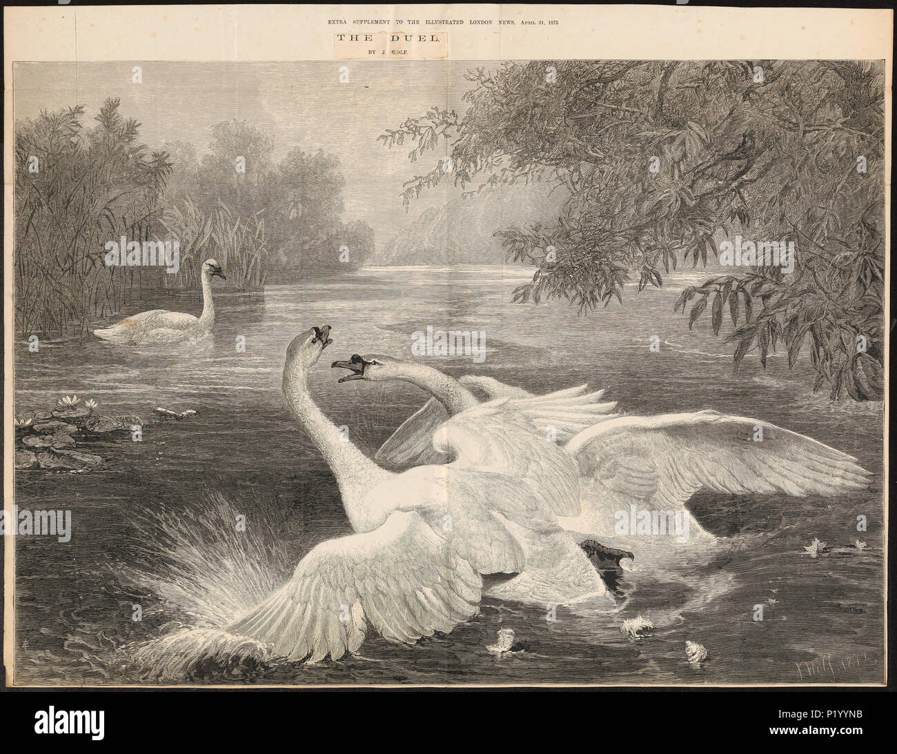 Swan illustration encyclopedia hi-res stock photography and images - Alamy