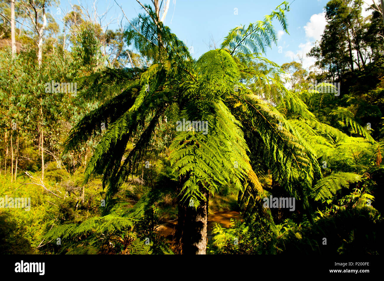 Giant Tree Ferns - Blue Mountains - Australia Stock Photo