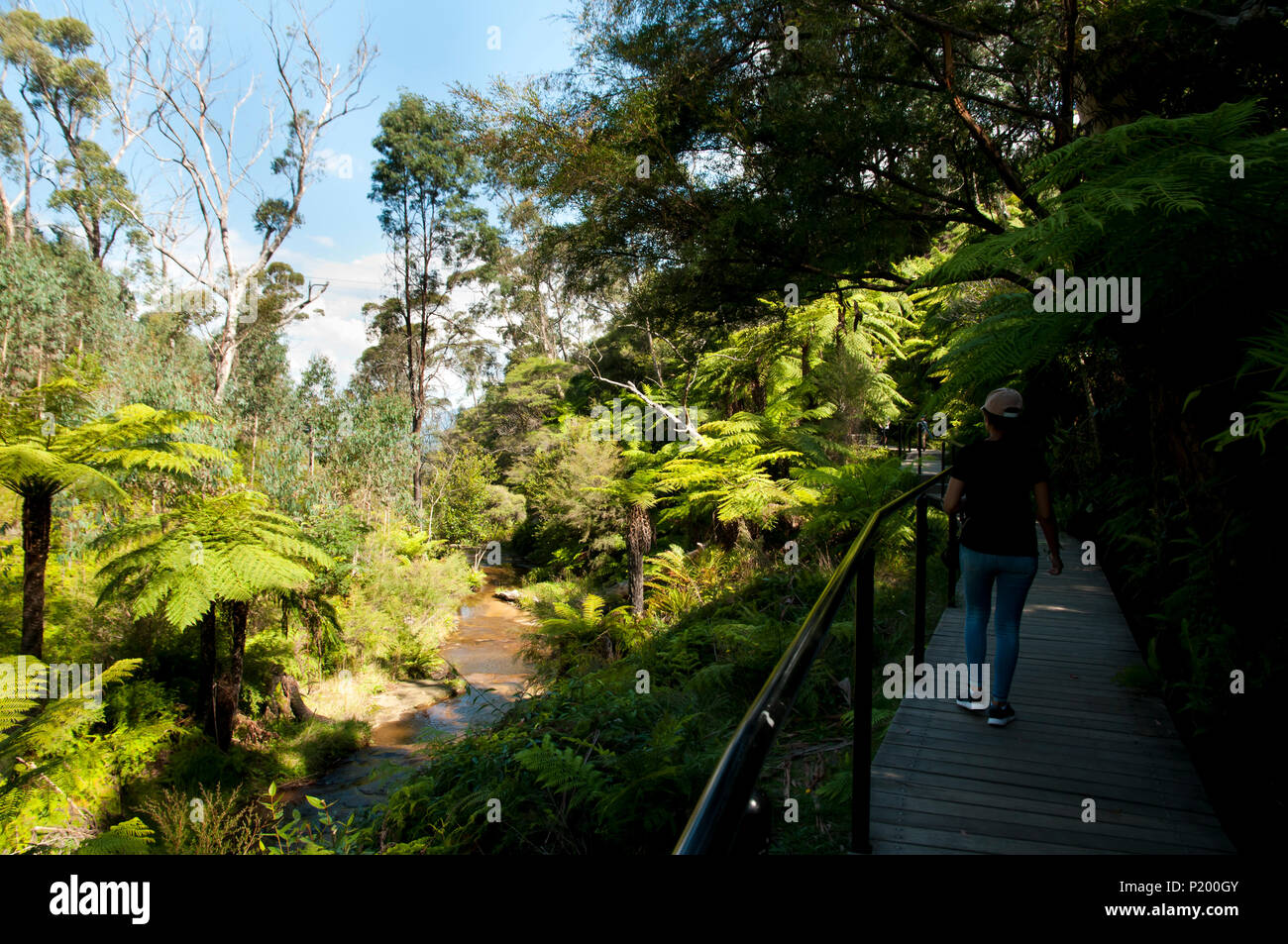 Giant tree ferns hi-res stock photography and images - Alamy