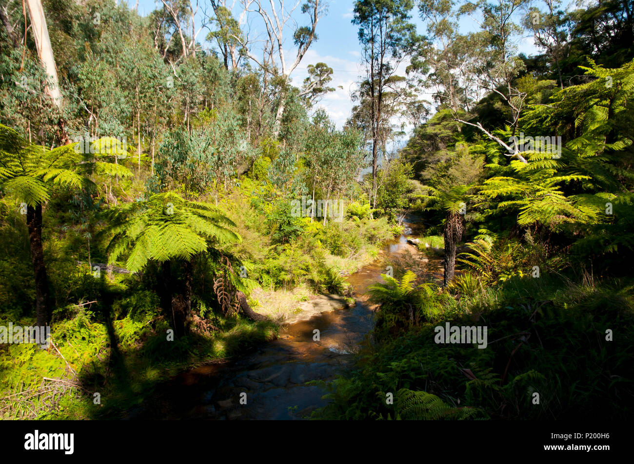 Giant Tree Ferns - Blue Mountains - Australia Stock Photo