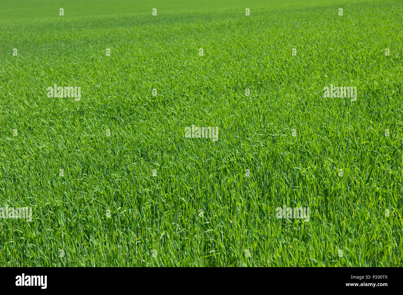 Field of crops in summer - Scotland, UK Stock Photo