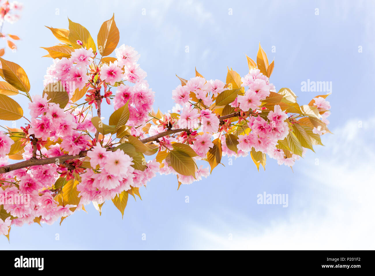pink cherry blossom against blue sky Stock Photo