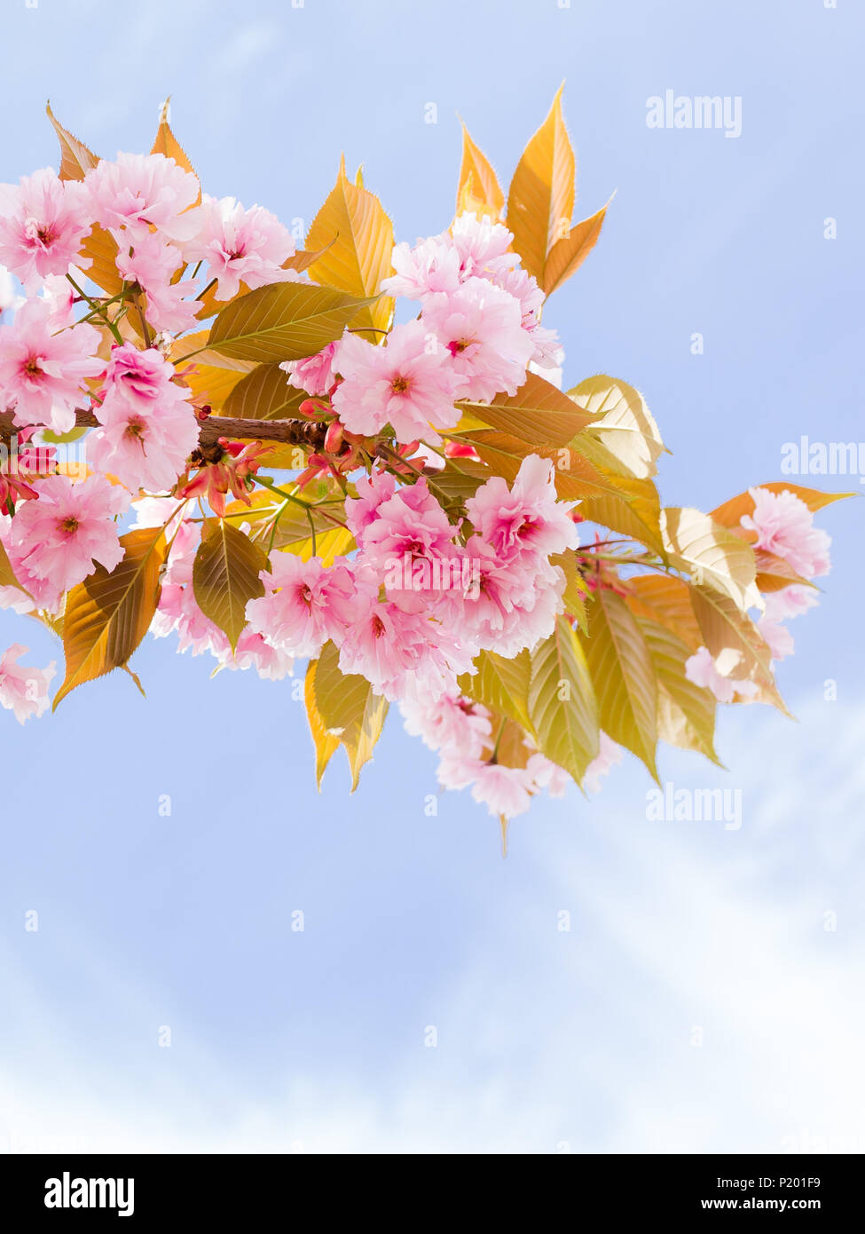 pink cherry blossom against blue sky Stock Photo