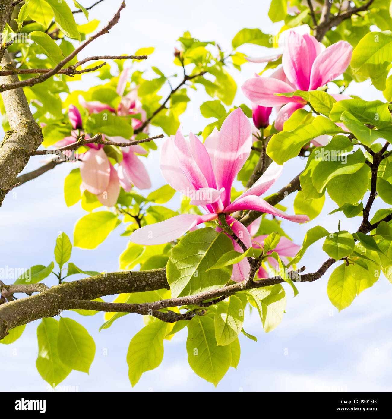 pink magnolia green leaf branch against blue sky Stock Photo