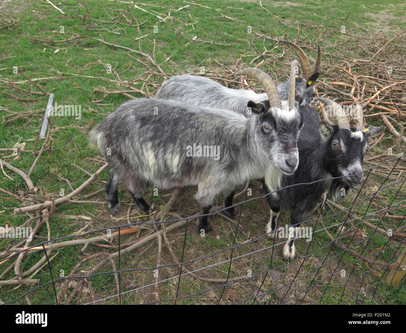 Goat breed hi-res stock photography and images - Page 2 - Alamy