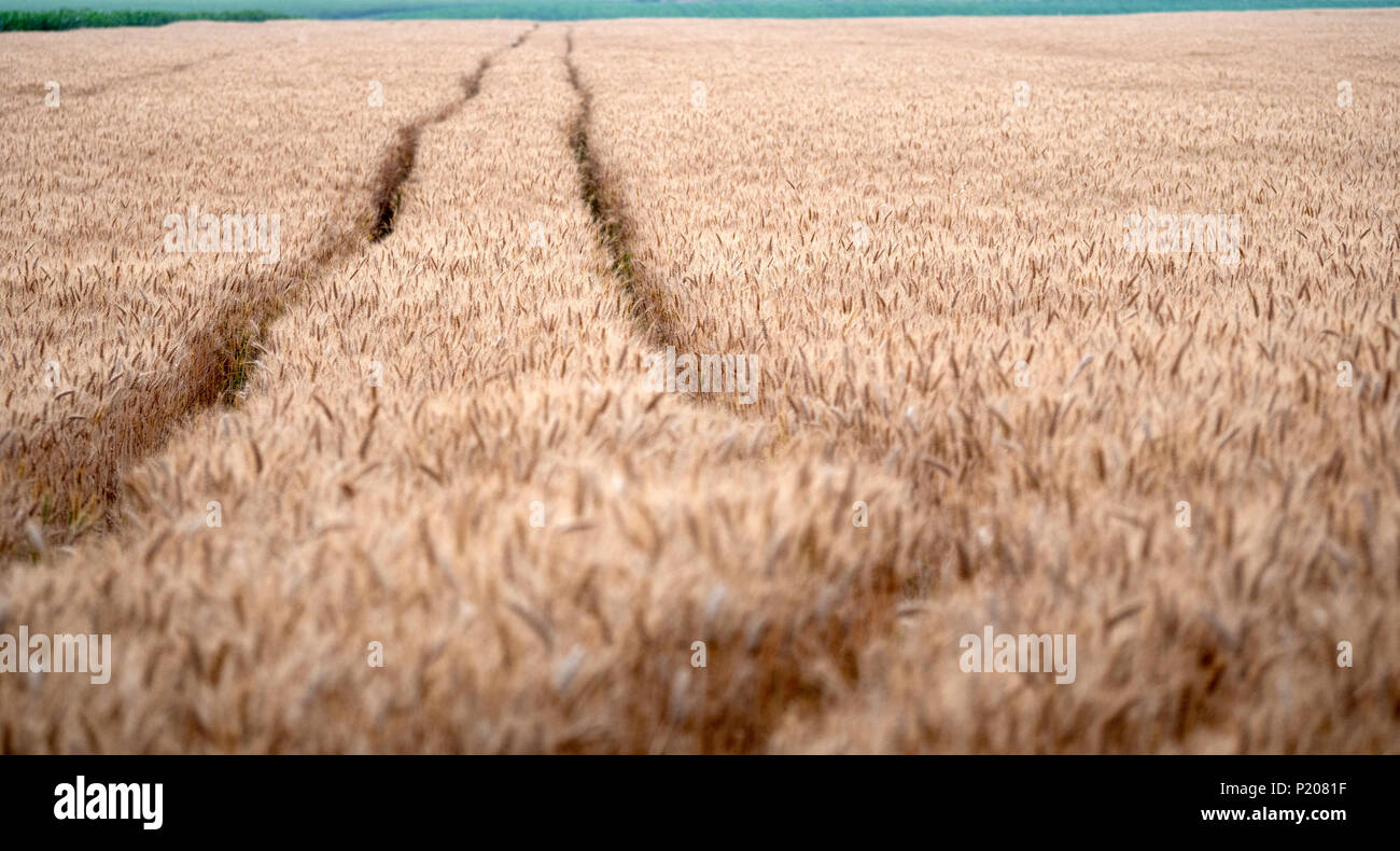 Beautiful wheat field with tractor trails Stock Photo