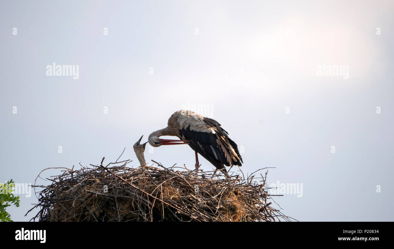 A stork alongside her baby bird  in the nest Stock Photo