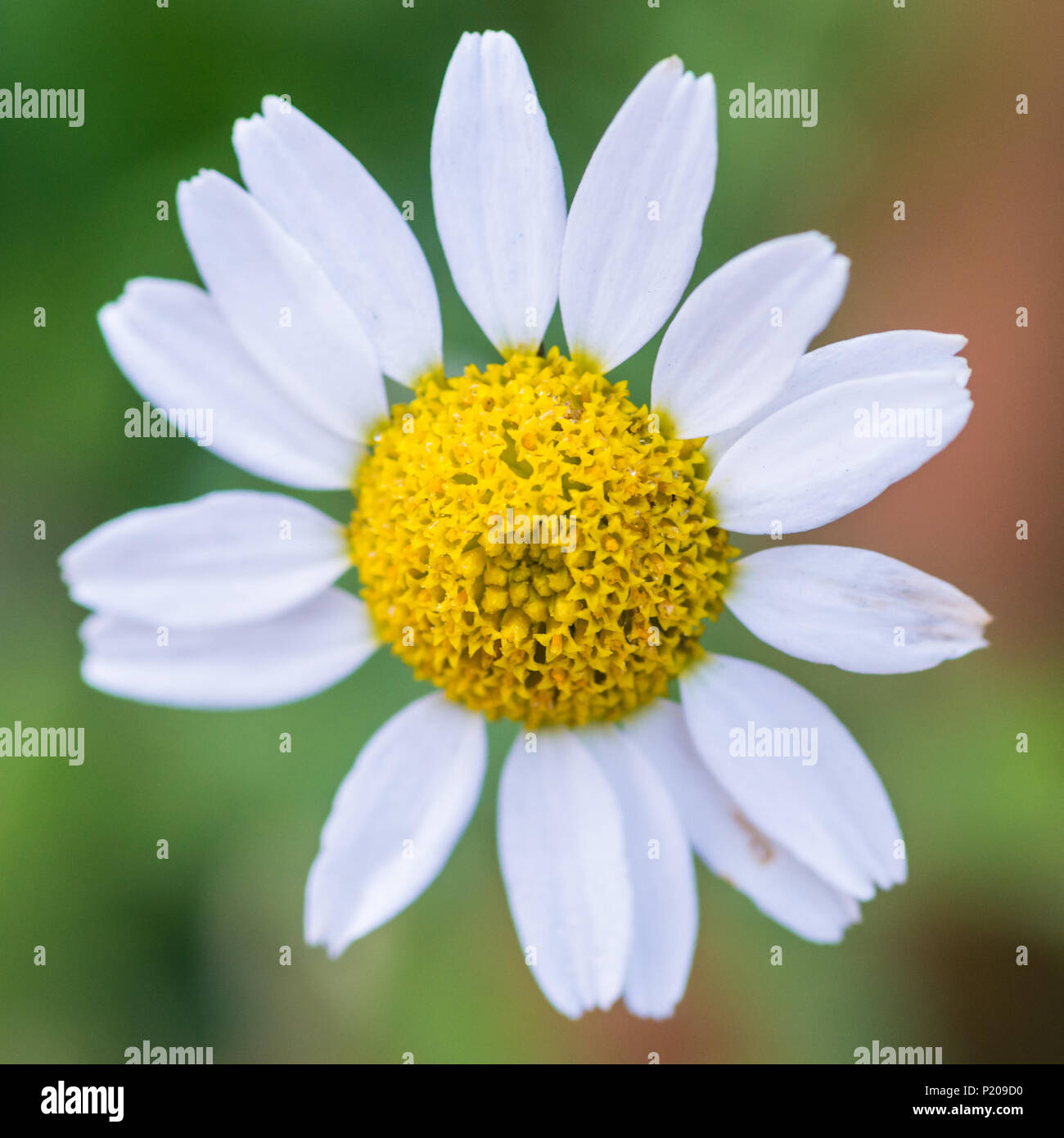 Chamomile bloom hi-res stock photography and images - Alamy