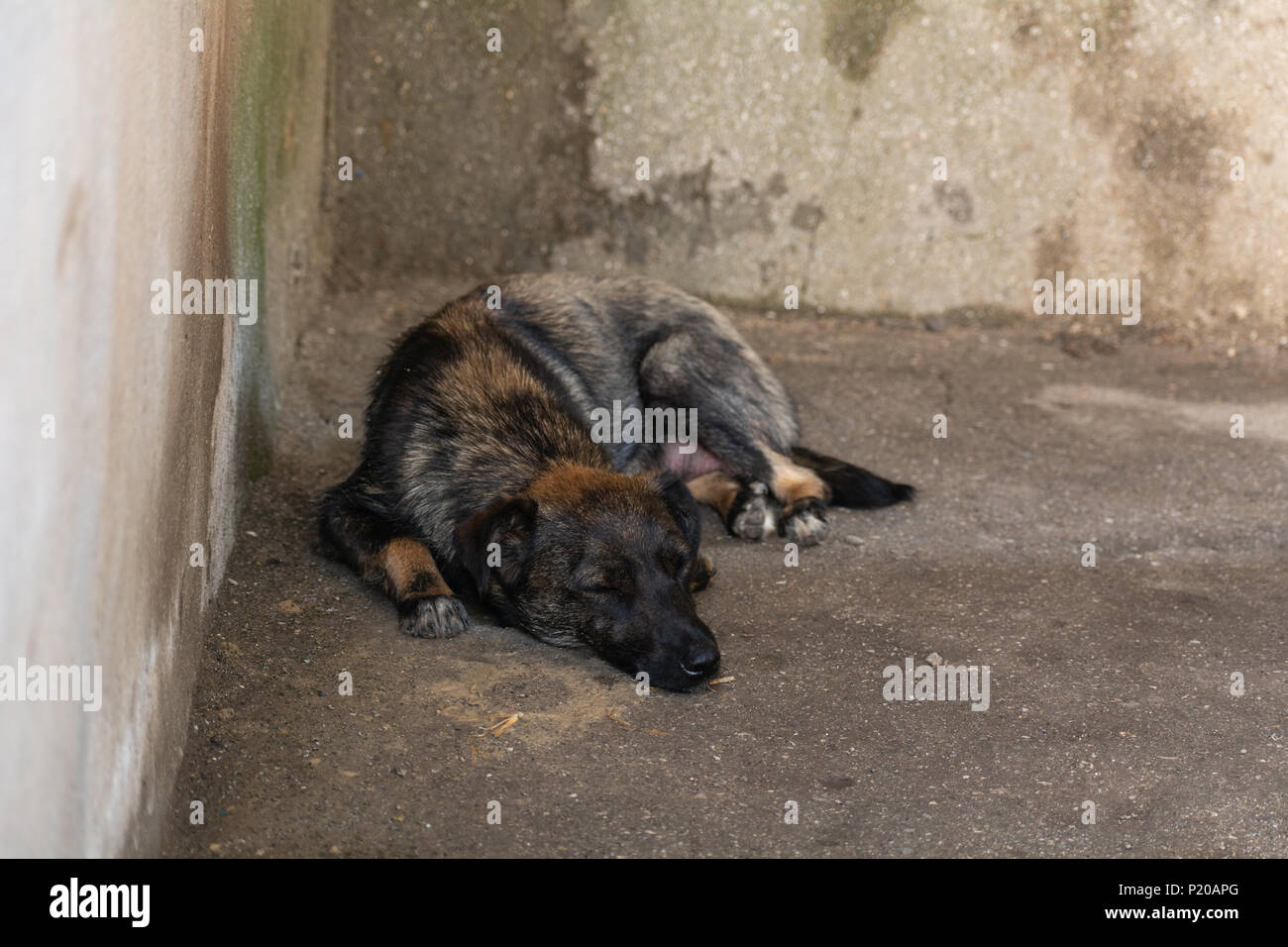 Lactating yard dog sleeps on the cement floor Stock Photo