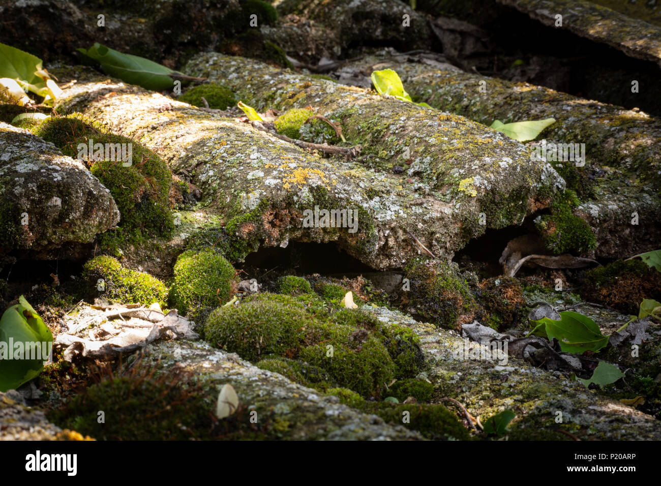 An old tiled roof covered with moss Stock Photo