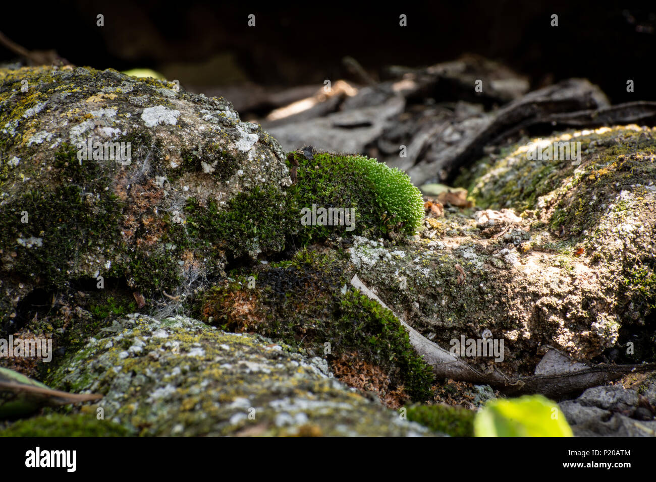 An old tiled roof covered with moss Stock Photo