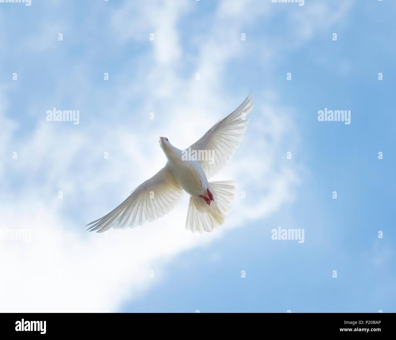 upper view of white feather homing pigeon flying against beautiful