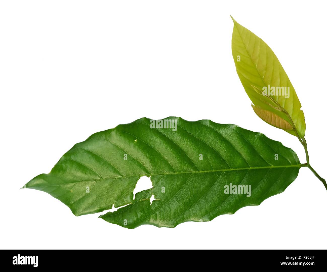 Close Up of Beautiful Fresh Green Leaf with Holes Damage from Insects Isolated on A White Background. Stock Photo