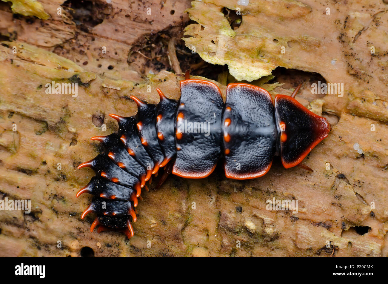trilobite beetle, Platerodrilus. found in sabah malaysia Stock Photo
