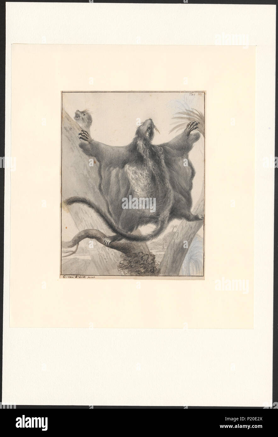 273 Pteromys volans - 1724-  - Print - Iconographia Zoologica - Special Collections University of Amsterdam - UBA01 IZA1000546 Stock Photo