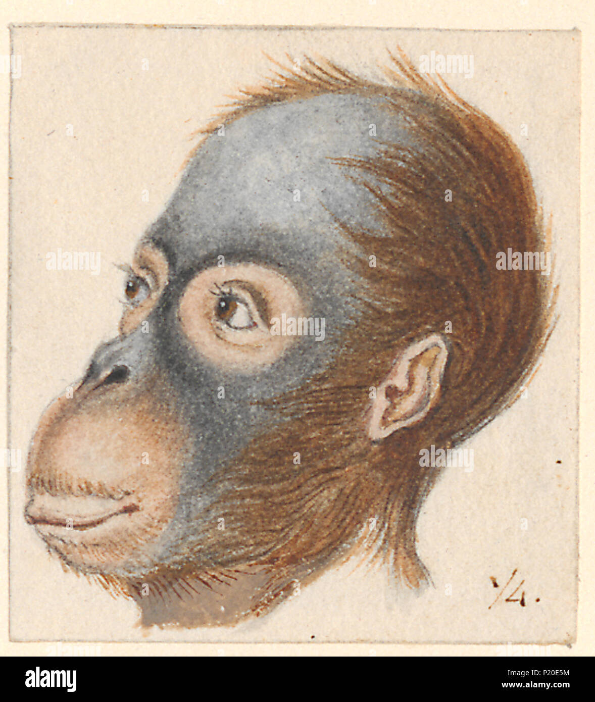 . Simia satyrus - hoofd 293 Simia satyrus - hoofd - - Print ...