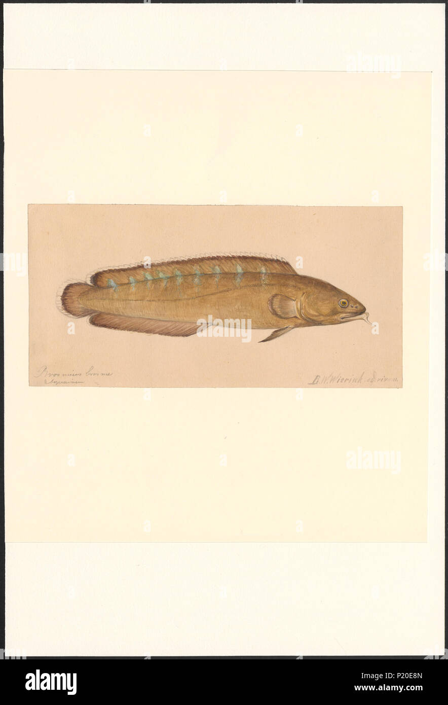 44 Brosmius brosme - 1856-1939 - Print - Iconographia Zoologica - Special Collections University of Amsterdam - UBA01 IZA1000764 Stock Photo