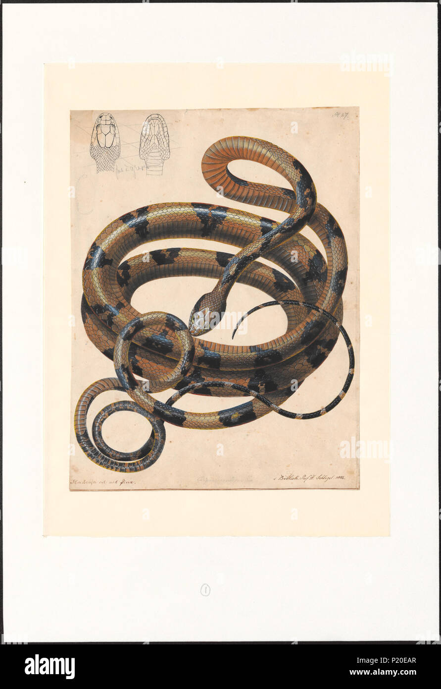 83 Dipsas cynodon - 1802-1844 - Print - Iconographia Zoologica - Special Collections University of Amsterdam - UBA01 IZAA100019 Stock Photo