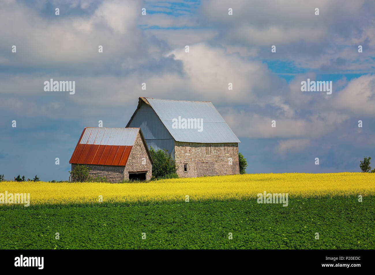 Old barns among a fields of canola and soybeans. Stock Photo